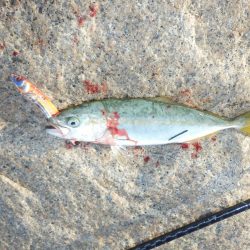 熱中症⁇超危険‼南大阪